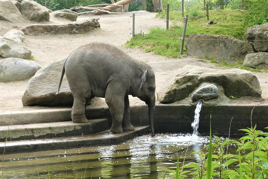 pattedyr, elefant, baby elephant, Elefant Radjik, Zoo, drikke, vand, asiatiske elefant, Glad landsby, Rotterdam, dyr i naturen