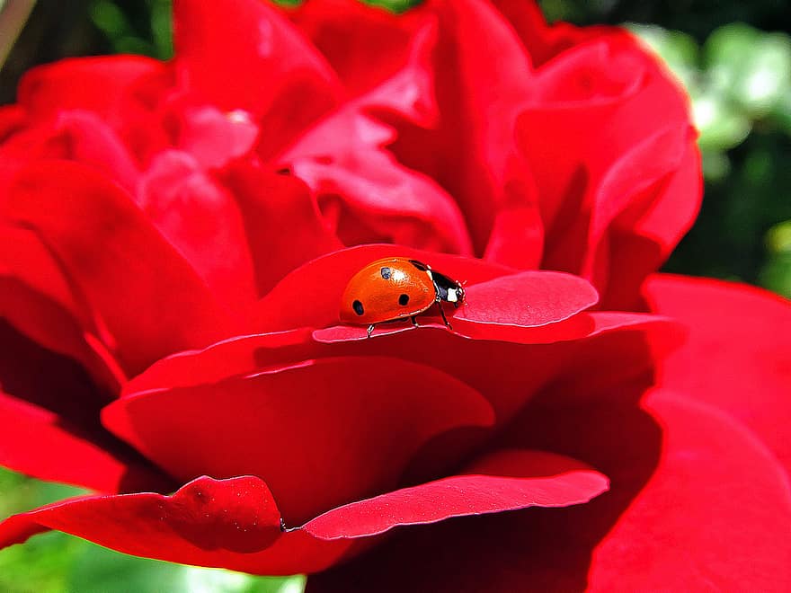 Ladybug, Beetle, Rose, Insect, Lady Beetle, Animal, Red Rose, Flower, Plant, Garden, Nature