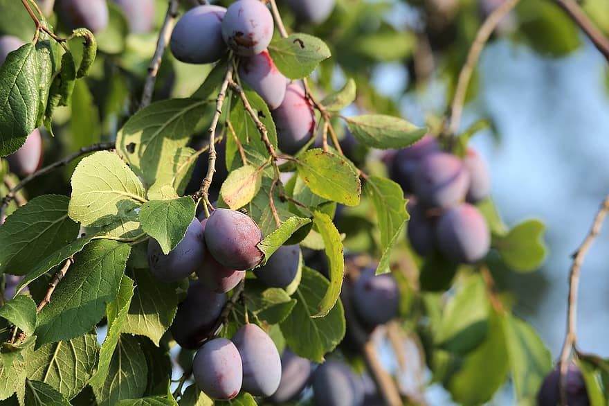 Plums, Fruit, Branches, Leaves, Foliage, Tree, Food, Nature