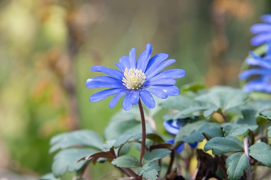 квітка, ромашка, блакитна квітка, блакитна ромашка, блакитні пелюстки, флора, цвітіння, природи, пелюстки