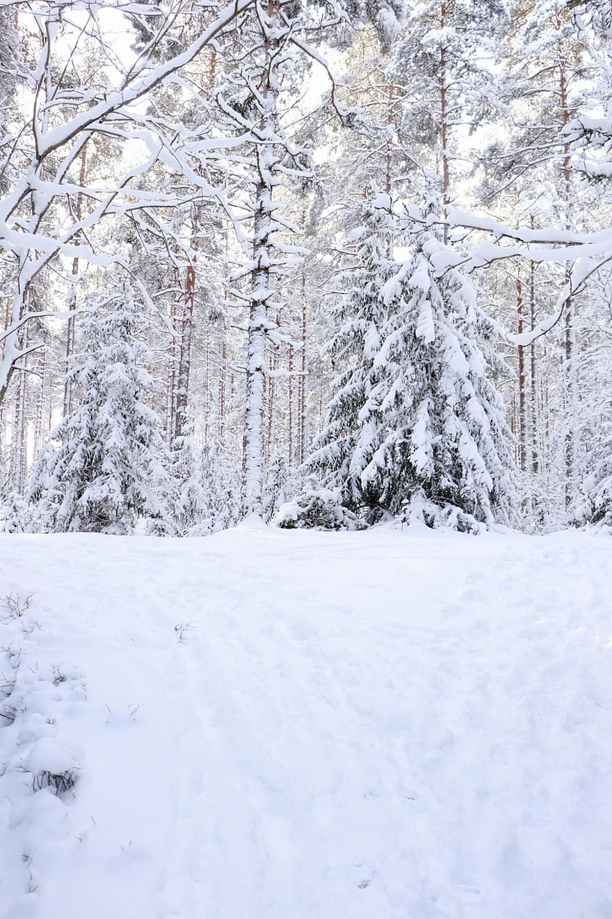 Winter, Wald, Schnee, Bäume, Nadelbäume, Nadelholz, Nadelwald, Schneewald, Schneelandschaft, Raureif, schneebedeckt