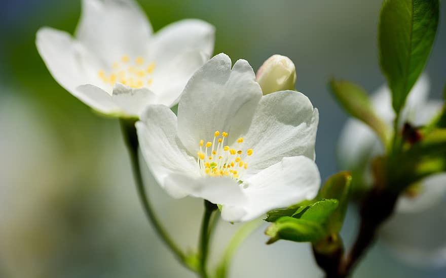 Kirschblüten, weiße Blumen, Kirschbaum, Blumen, Frühling, Natur