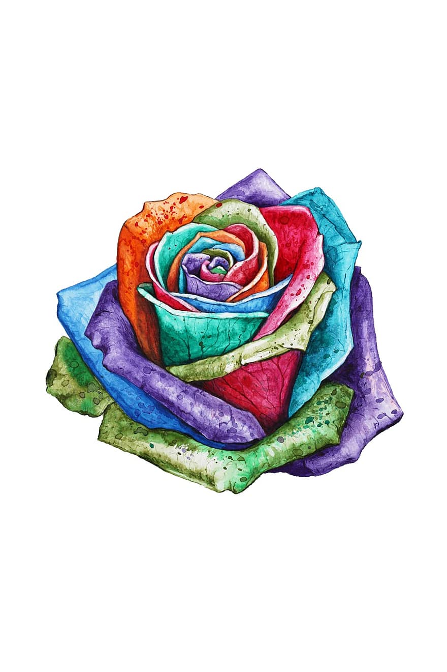 coloré, Rose, multicolore, romantique, fragrance, fleur, floral, pétales, arc en ciel, couleurs, décoratif