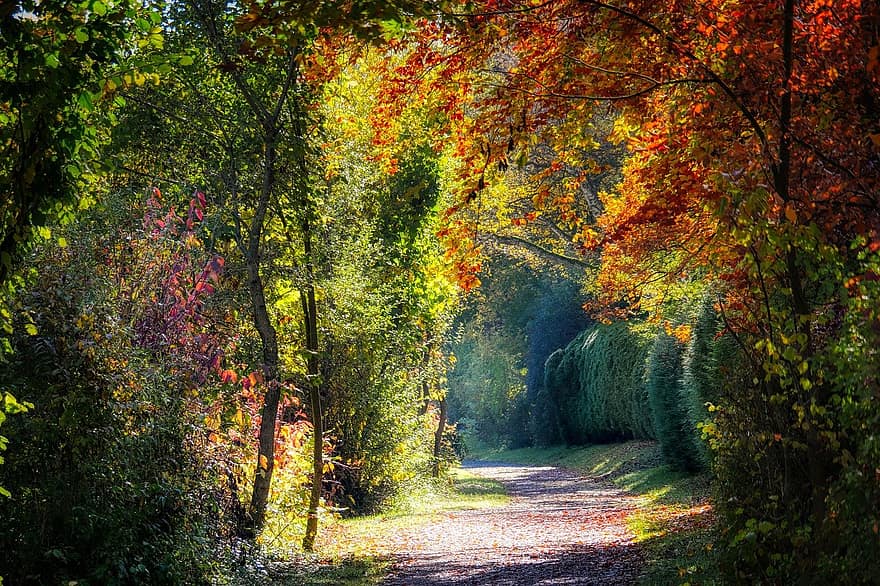 les, cesta, podzim, stromy, listy, stezka, Příroda, krajina, slunečního světla