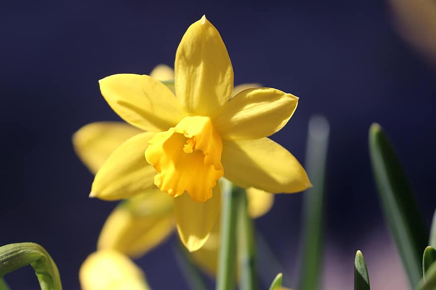 narcis, Velikonoční zvon, jarní květina, květ, narcissus pseudonarcissus, jaro, zblízka, začátek jara, předzvěst jara, brzy bloomer, žlutá