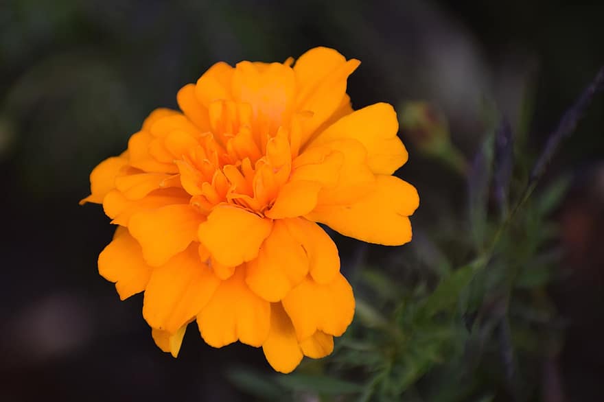 Marigold, Flower, Plant, Petals, Tagetes, Orange Flower, Bloom, Blossom, Flora, Garden, Nature