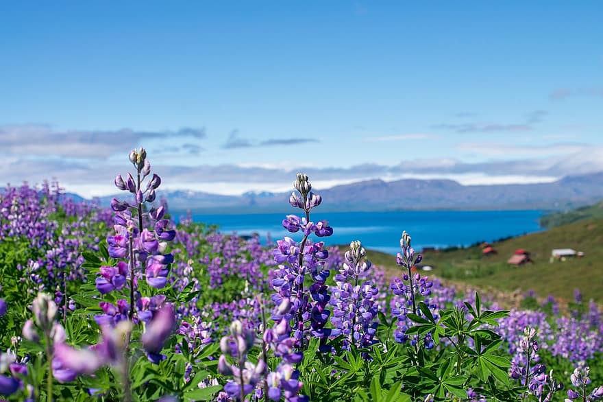 λούπινα, λουλούδι, φύση, άγριος, τοπίο, Ισλανδία, καλοκαίρι, άνθος, ανθίζω, φυσικός, άγρια ​​λουλούδια