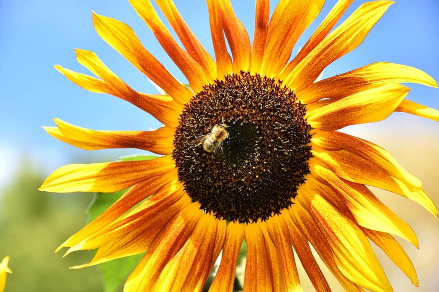saulėgrąžų, gėlė, bičių, geltona, pobūdį, žiedlapių, šviesus, žydi