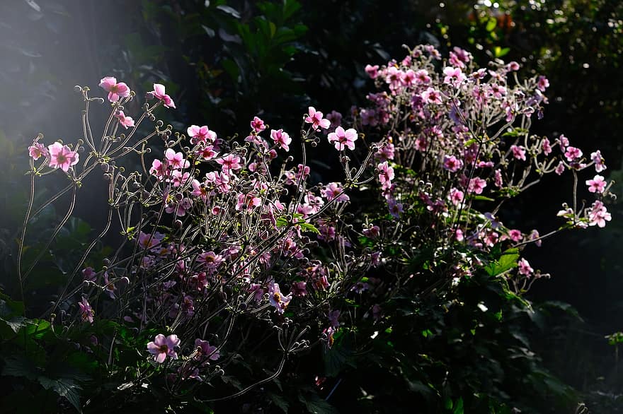 日本のイソギンチャク、イソギンチャク、庭園、秋のアネモネ、フラワーズ、ピンクの花、開花植物、観賞用植物、咲く、花
