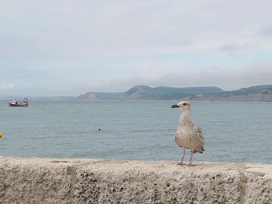 zeemeeuw, vogel, zee, meeuw, uk, kust, Lyme Regis, dieren in het wild, zeevogel, oceaan, strand