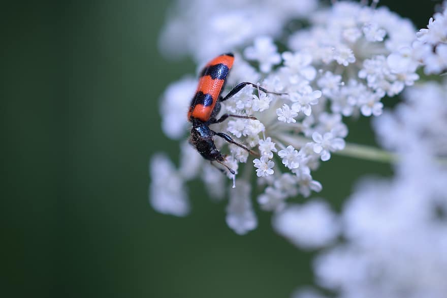 Bug, Ladybird, Beetle, Lady Beetle, Insect, Red Bug, Branch, Fauna, Nature