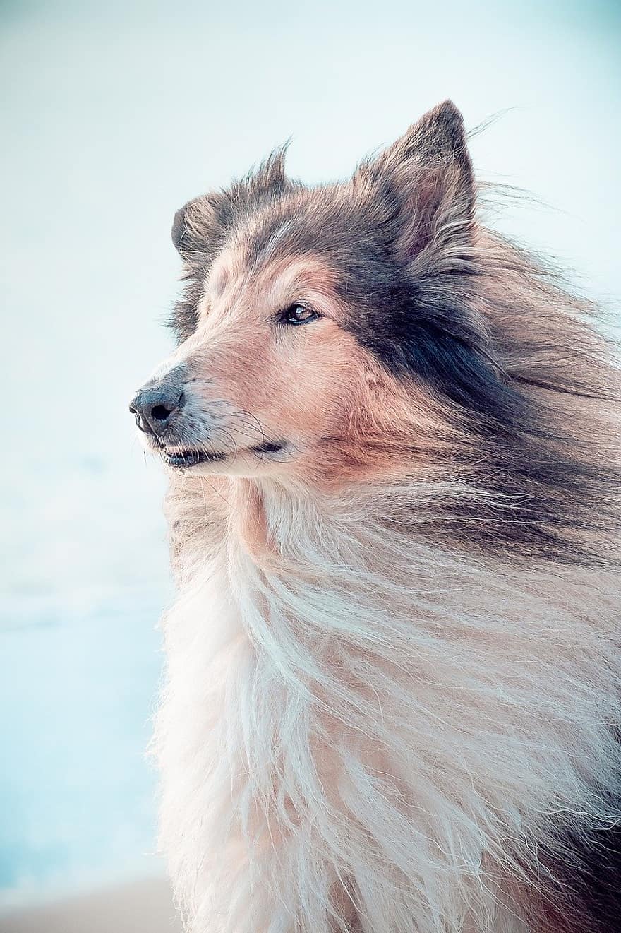 ruige collie, hond, huisdier, dier, rasechte hond, huisdieren, hoektand, schattig, puppy, de herdershond van Shetland, herdershond