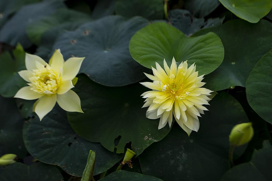 lotus, bloemen, lotusbloemen, gele bloemen, bloemblaadjes, gele bloemblaadjes, bloeien, bloesem, waterplanten, flora, blad