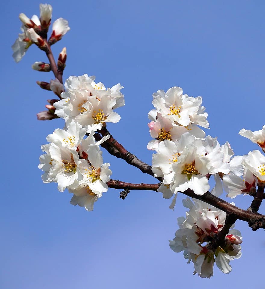 Sakura, fleurs, fleurs de cerisier, pétales blancs, pétales, Floraison, fleur, flore, fleurs de printemps, la nature