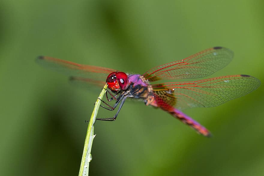 Dragonfly, Insect, Wings, Fragile, Delicate, Plant, Biology, Garden, Nature, Red, Serenity