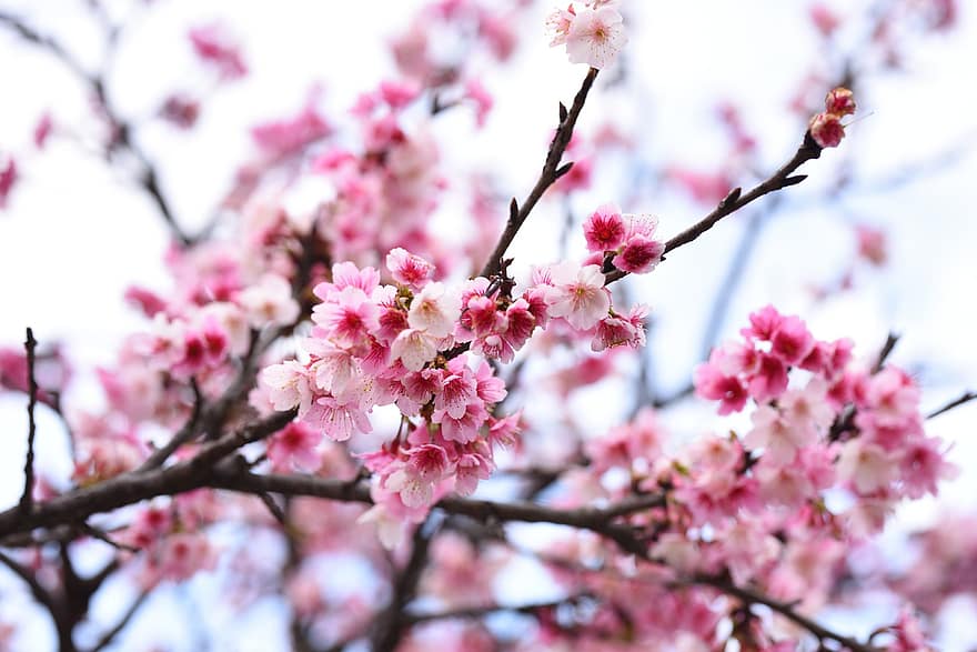fiori, sakura, cerasus campanulata, petali, ramo, gemme, albero, flora, primavera, fiore, colore rosa