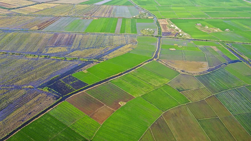 Reisfelder, Felder, Landwirtschaft, Bauernhof, Ackerland