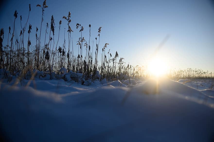 Reeds, Snow, Sunlight, Snow Field, Winter, Snowscape, Frost, Frosty, Snowy, Hoarfrost, Wintry