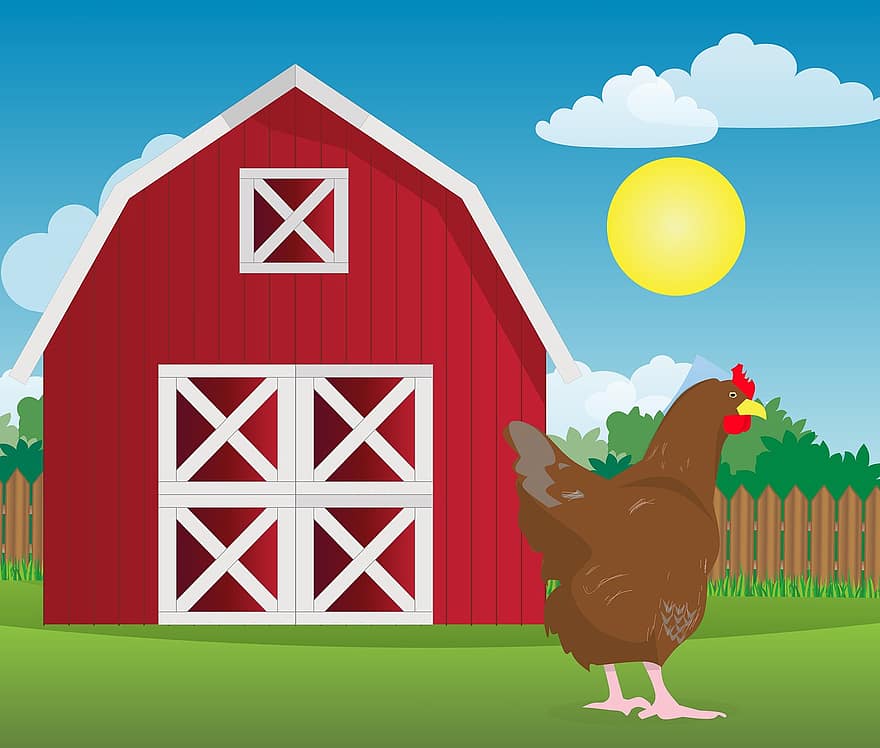 kylling, gård, høne, område, dyr, natur, organisk, solnedgang, fugl, hane, brun