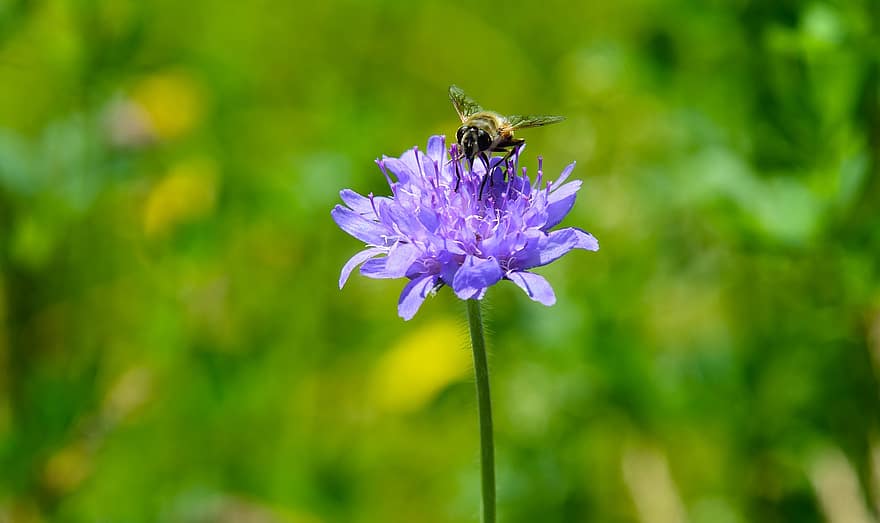 lebah, serangga, madu, serbuk sari, bunga, menyerbuki, ungu, flora, padang rumput bunga, alam, taman