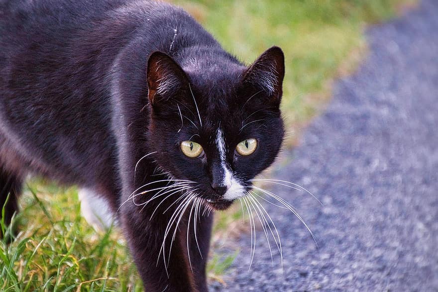 кошка, черный кот, бродячий кот, домашнее животное, кошачий