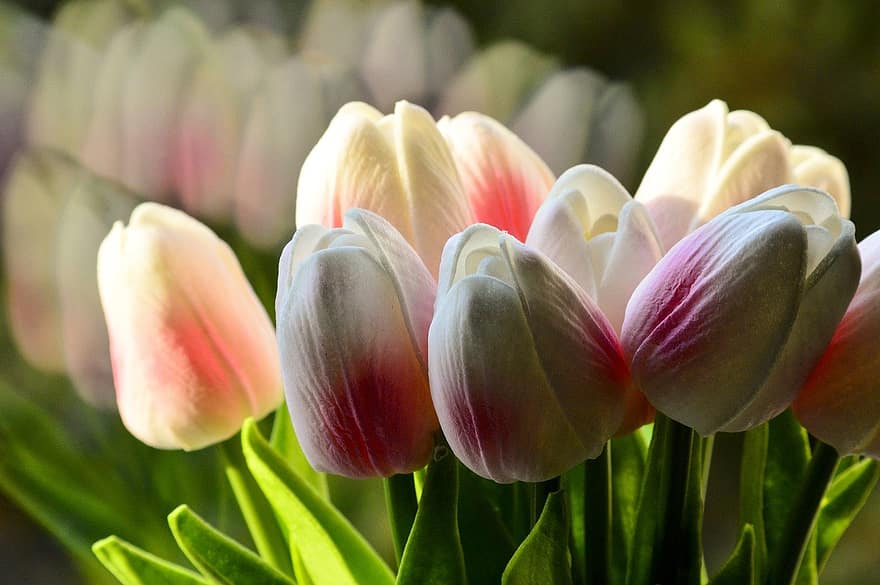tulipán, virágok, kert, szirmok, tulipán szirmok, virágzás, virágzik, növényvilág, növények, természet, tavaszi virágok