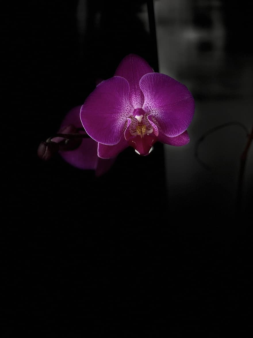 orquideas, flor, planta, flor Purpura, pétalos, floración, flora, naturaleza, de cerca, pétalo, orquídea