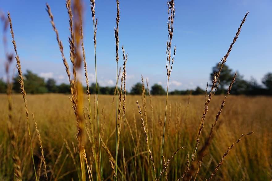 Wheat, Field, Grass, Wheat Field, Barley, Crops, Wheatgrass, Wheat Crops, Arable Land, Agriculture, Farm