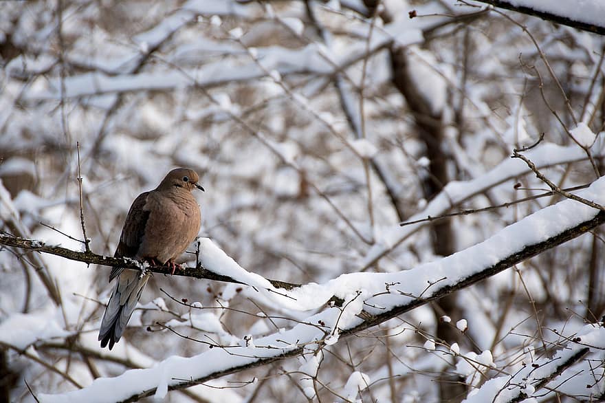 neige, hiver, oiseau, oiseau des neiges, branches, arbres nus, perché, oiseau perché, plumes, plumage, givre