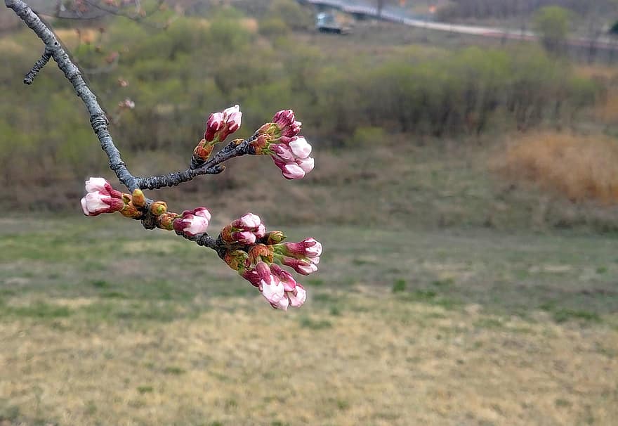 bunga-bunga, berkembang, bunga sakura, mekar, musim semi, musiman, botani, Korea, kota sejong