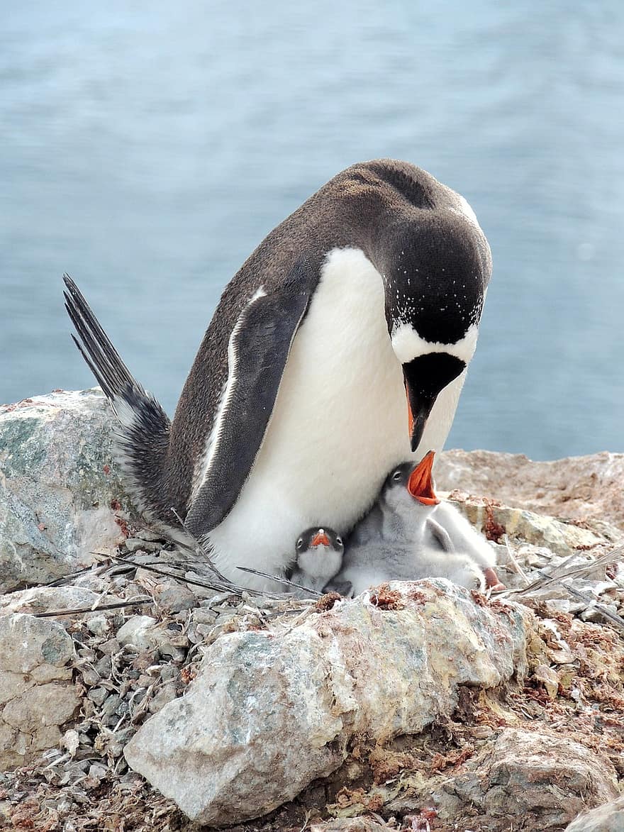gentoo penguin, pingvin, fugl, dyr, baby penguin, chick, dyreliv, fauna, natur, dyr i naturen, nebb
