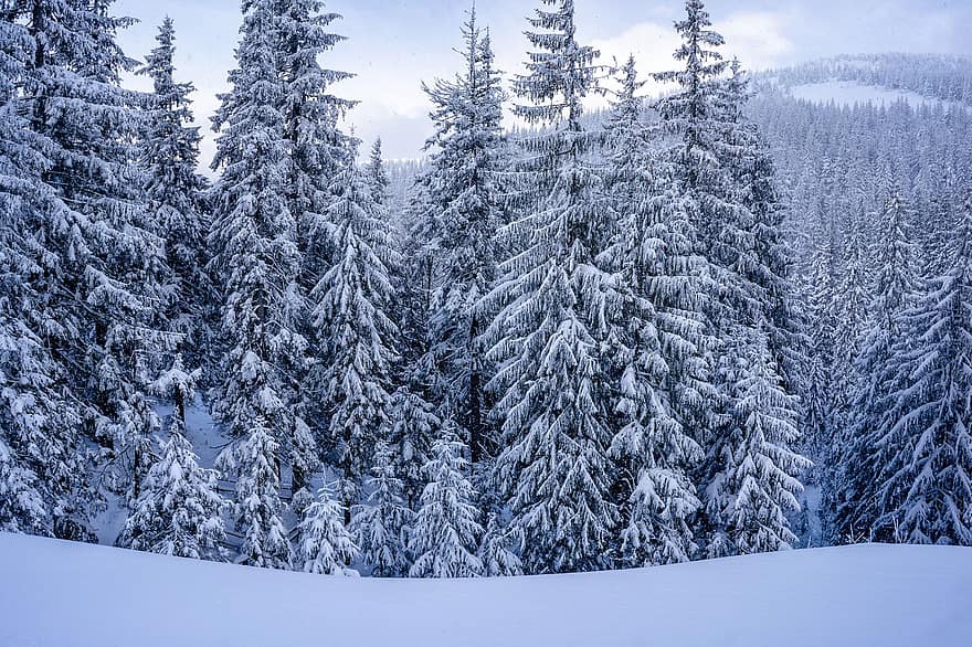 drzewa, zimowy, Natura, śnieg, las, świerk, na dworze