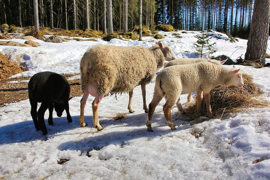 får, dyr, sne, moderfår, lam, vinter, Skov, sorte får, gård, husdyr, landlige scene