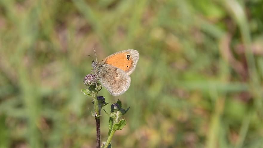 Butterfly, Insect, Meadow, Small, Coenonympha Pamphilus, Animal, Nature, Detailed, Coenonympha
