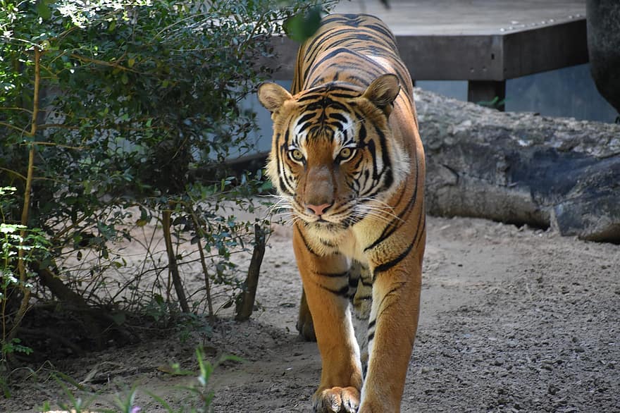 тигр, тварина, зоопарк, великий кіт, малайський тигр, смужки, котячих, ссавець, природи, дикої природи, фотографія дикої природи