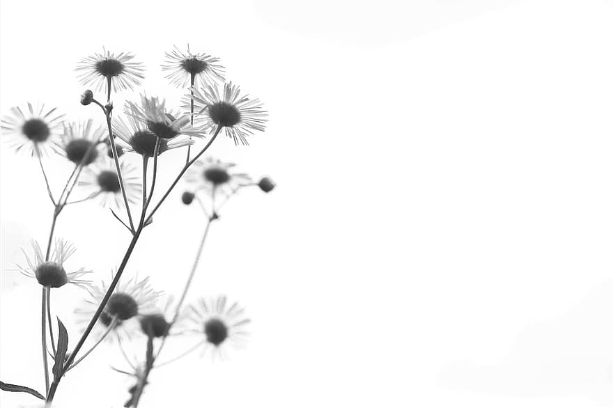 Daisy, gėlės, nespalvotas, žiedlapių, žydi, augalai, pobūdį, juoda ir balta