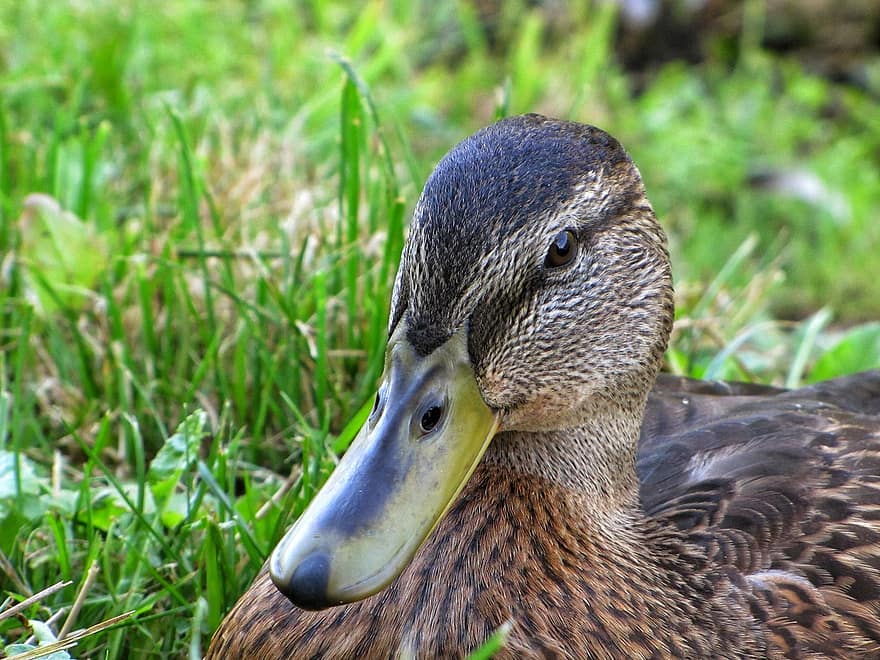 Duck, Beak, Feathers, Plumage, Waterfowl, Waterbird, Bird, Avian, Ornithology, Grass, Outdoors
