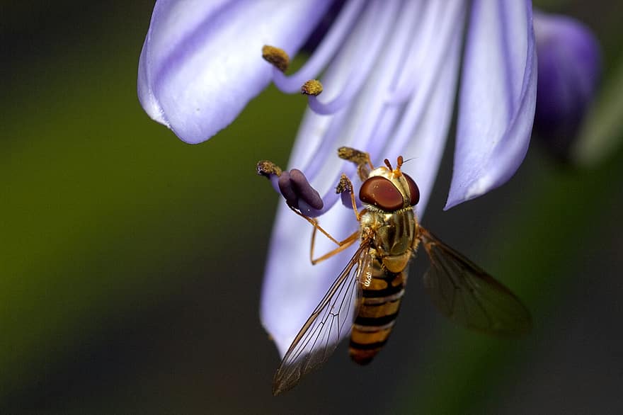 a zbura, hover fly, insectă, plantă, inflori, a inflori, polenizare, polen, Agapanthus, floră, grădină