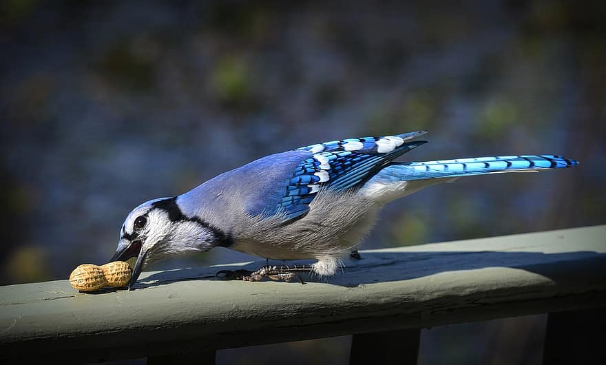naturalesa, Gaig blau, ocell, ocell passeriforme, plomatge, bec, animal, vida salvatge