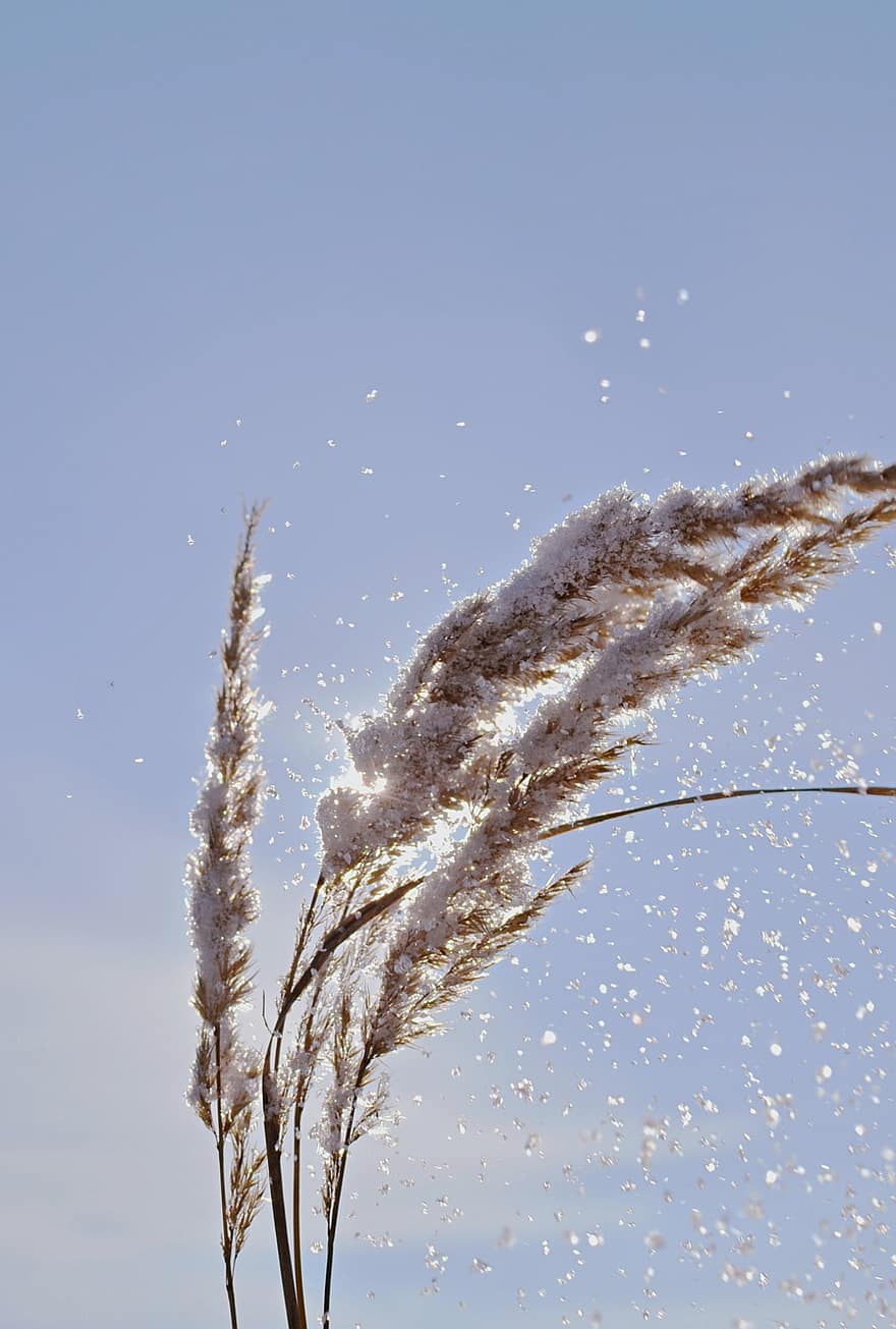 Reed, Flowers, Snow, Winter, Plant, Ice, Frost, Nature, Sunlight, Sky, blue