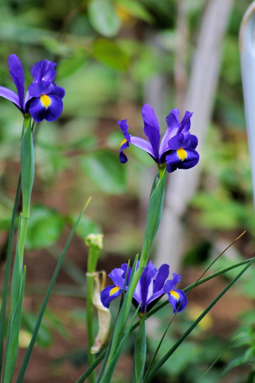 Iris alžírský, fialové květy, zahrada, louka, flóra, květiny
