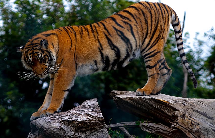 tigre, animal, zoo, mammifère, gros chat, animal sauvage, prédateur, félin, carnivore, chat sauvage, faune
