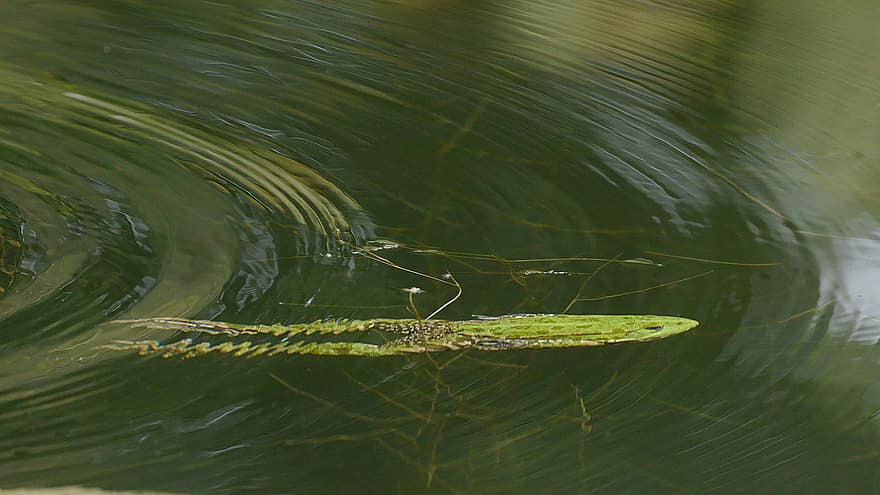 Frog, Pond, Diving, Water Frog