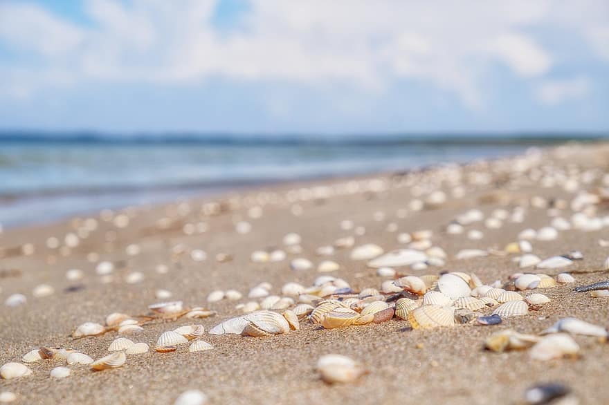 areia, Beira Mar, cartuchos, conchas do mar, mexilhões, costa, litoral