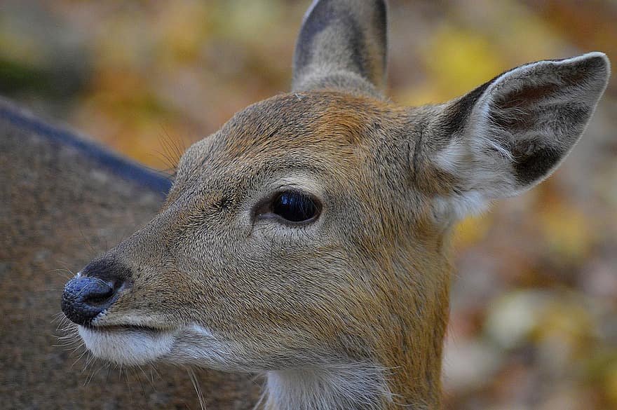 Deer, Animal, Wildlife, Zoo, Mammal, Fawn, Red Deer, animals in the wild, close-up, animal head, forest