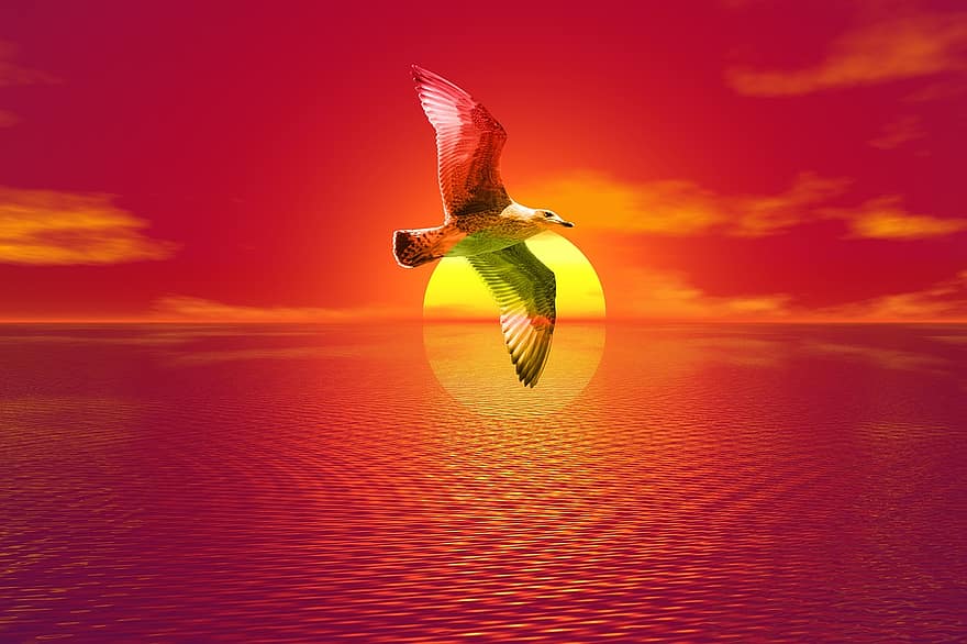 Gull, Sunset, Sea, Seagull, Landscape, Flying