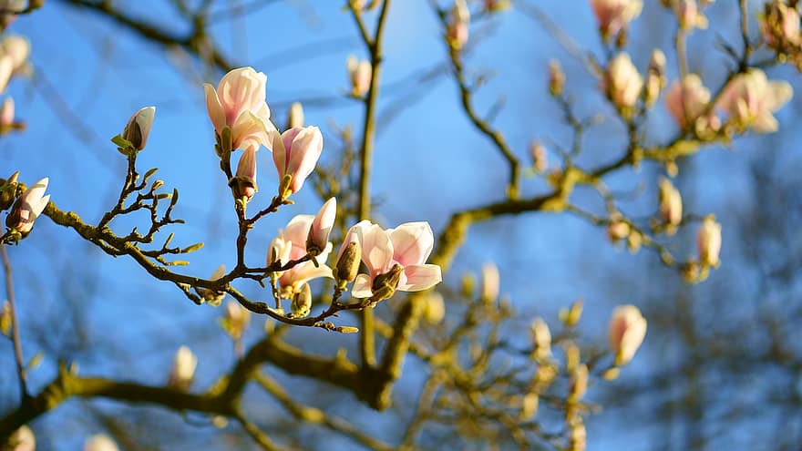 magnolija, pavasarī, ziedi, raksturs