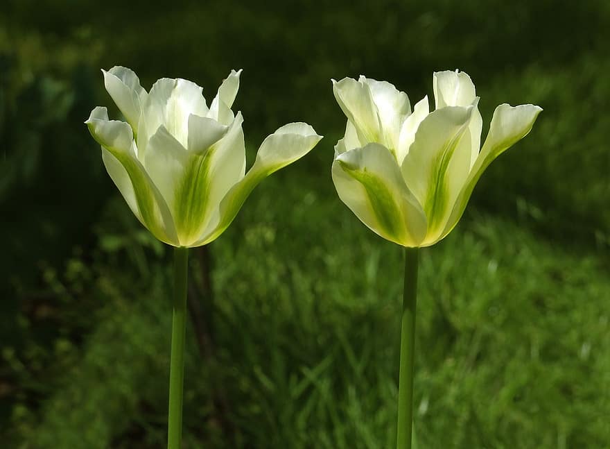тюльпани, квіти, пара, білі тюльпани, білі квіти, білі пелюстки, пелюстки, цвітіння, флора, квітникарство, садівництво