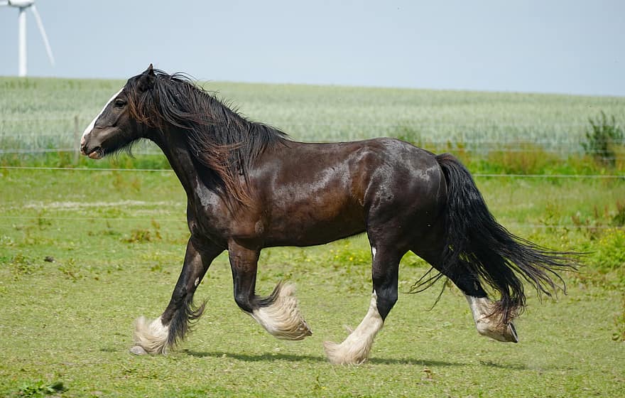 con ngựa, ngựa, người cưỡi ngựa, đồng cỏ, nông trại, cỏ