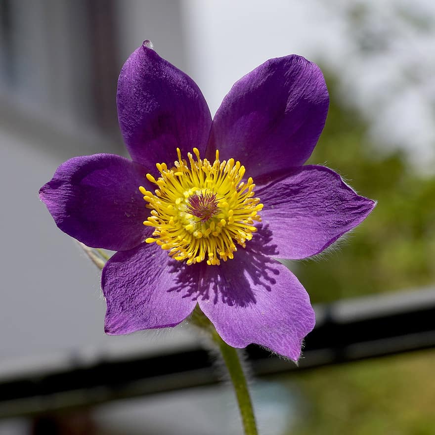 Pasque Flower, Purple Flower, Flower, Blossom, Bloom, Spring, close-up, plant, petal, flower head, summer